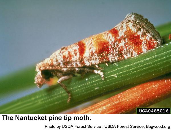 Nantucket pine tip moth